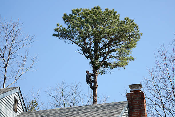 Vails Gate, NY Tree Care Company