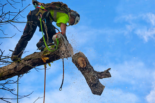 How Our Tree Care Process Works  in  Vails Gate, NY